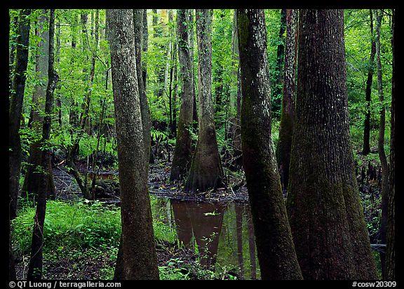  Swamp with bald Cypress and... Autors: Rampage Skaisti dabas skati  :)