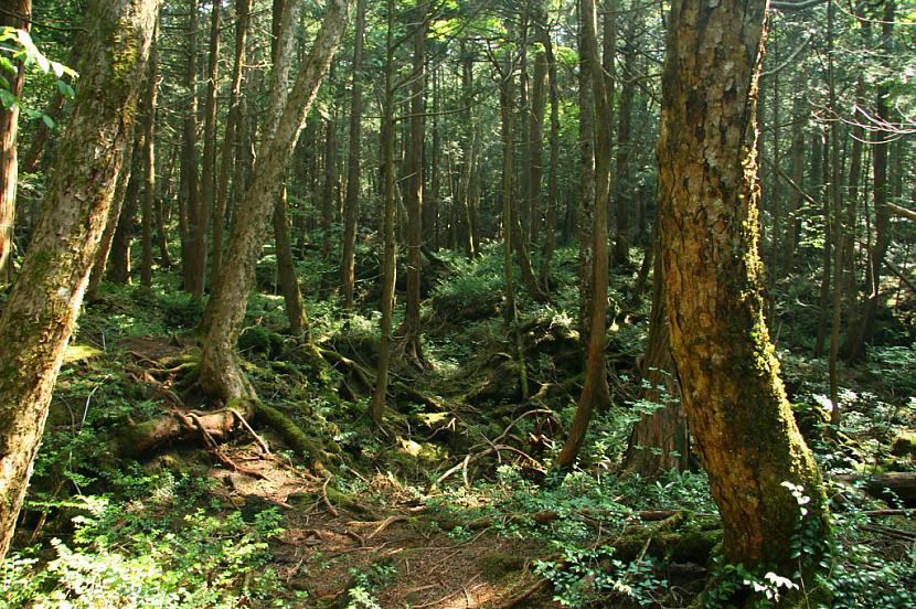 Aokigahara Japāna Šīs mežs kas... Autors: ainiss13 10 populārākās pašnāvību vietas