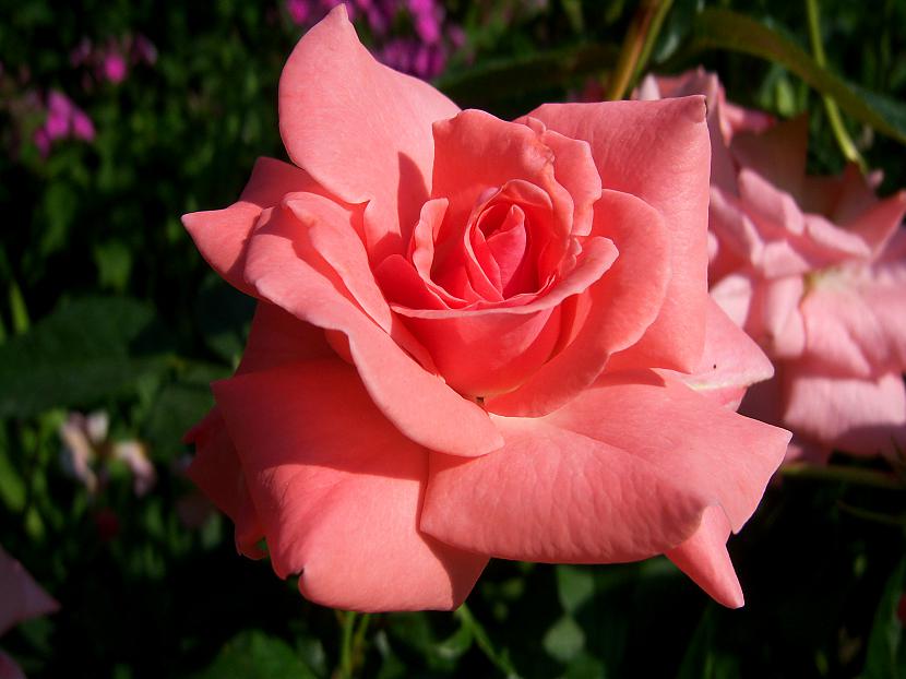 Es puķīte kā rozīte Autors: Liepzieds Karstumā. Dārzā