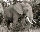 Pieaudzis Āfrikas zilonis sver... Autors: einarslv Daži intersanti fakti