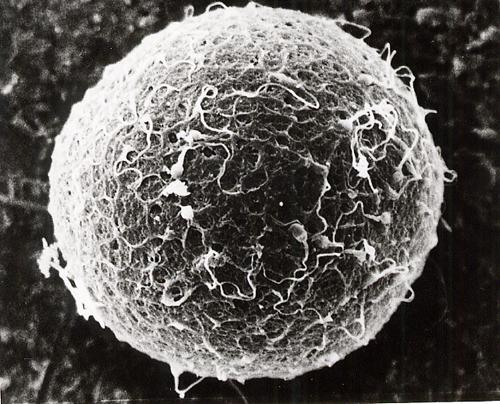 Lielākā šūna sievietes... Autors: Moonwalker Fakti par reproduktīvo sistēmu