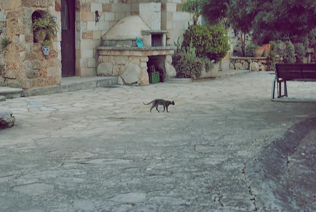 Izkāmējis kaķis pastaigā Autors: newborn Apskats ceļojumam uz Itāliju