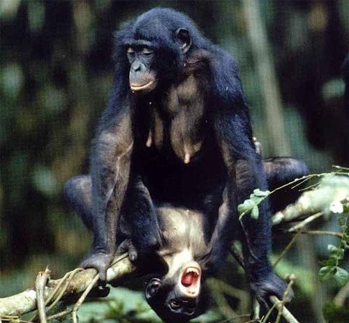 GejŠimpanzes Autors: kurbads Dzīvnieki geji
