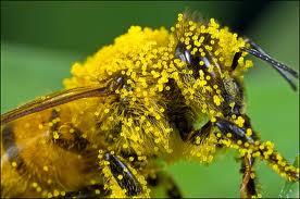 Bites parasti dzīvo saimēs  ap... Autors: serea Bites un medus