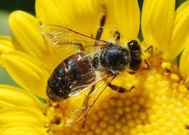 Apaugļotās oliņas ir vienādas... Autors: serea Bites un medus