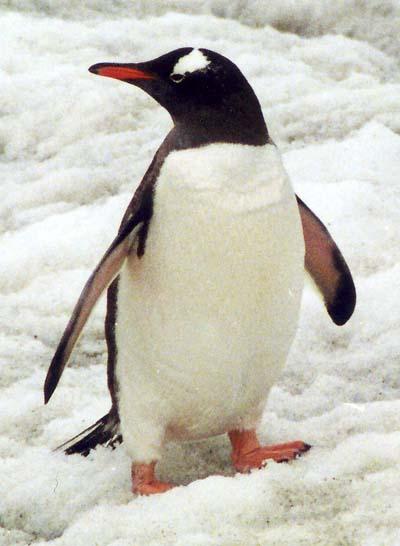 Pingvīni vienīgie putni kuri... Autors: kikijaaa2 Fakti par dzīvniekiem.