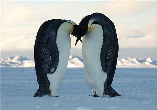 Pingvīni var palekt 2 metru... Autors: kikijaaa2 Fakti par dzīvniekiem.