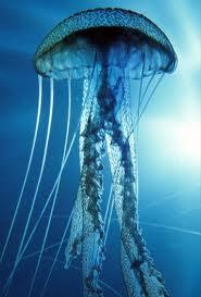 10vietair vairākas medūzu... Autors: ilovepancakes Top10 nāvējošākie dzīvnieki