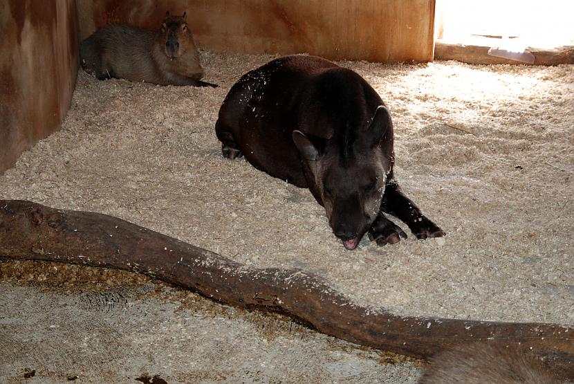 smaidīgais tapīrs Autors: suricate kadri no dyreparken