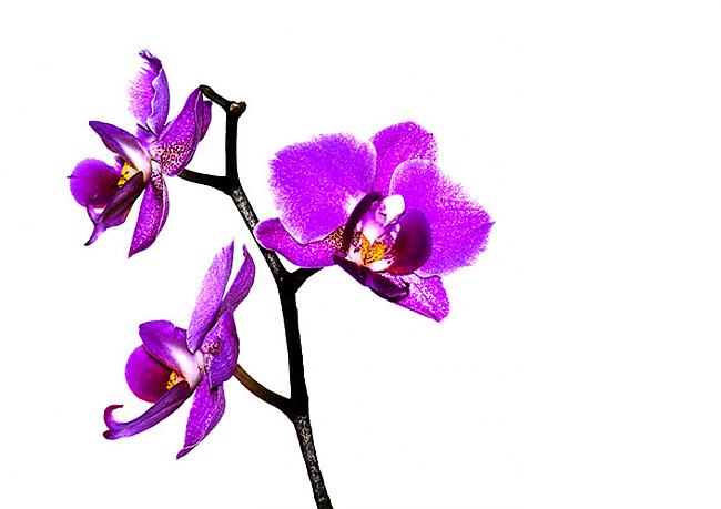 Taizeme ir lielākā Orhideju... Autors: Nickey Taizeme Faktos