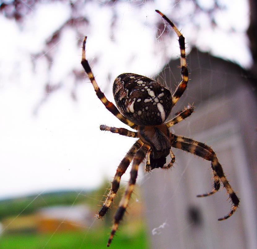 Tie ir zirnekļi kas auž lielos... Autors: Grabonis Indīgākais latvijā