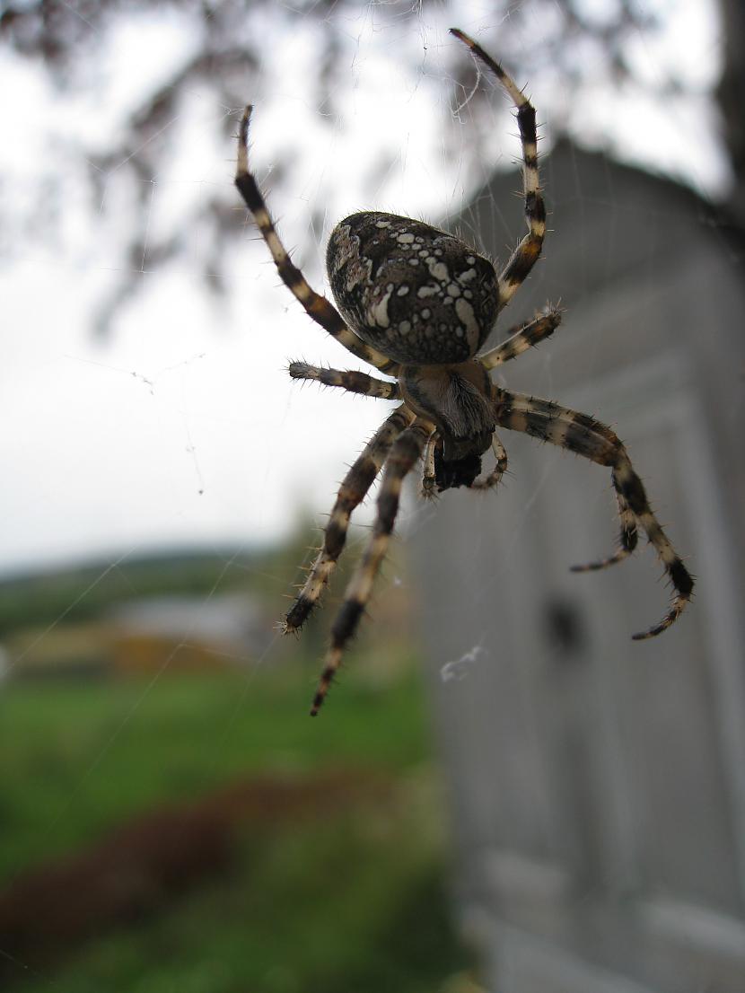 Šī zirnekļa izdalītais sekrēts... Autors: Grabonis Indīgākais latvijā