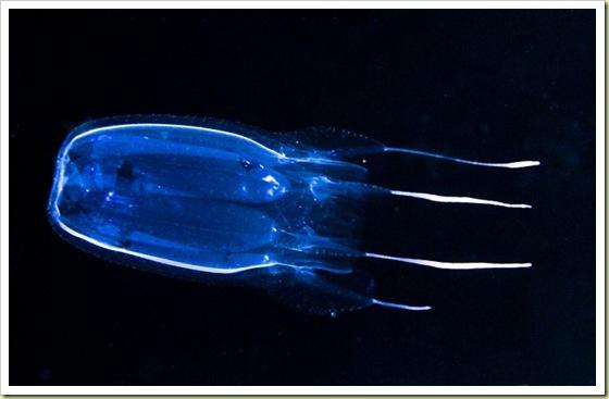 Box Jellyfish  Tā ir... Autors: Fosilija 6 indigakie dzīvnieki pasaule