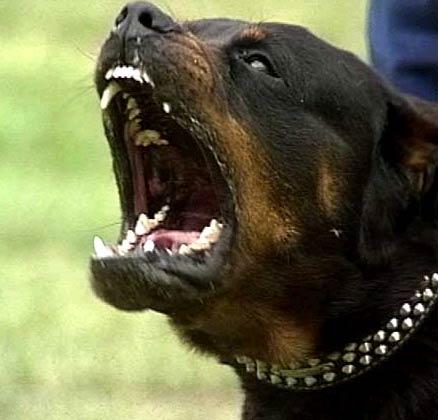  Autors: DogPeople Top 3 bīstamākās suņu šķirnes
