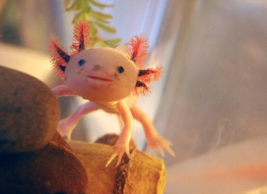 Axolotl mūžam jaunie... Autors: hippo dīvainīši.