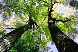 9Tree Burials Pamatiedzīvotāju... Autors: SJayDee Top 10 dīvaini veidi, kā mes tiekam galā ar nāvi!