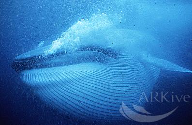 Zilais Valis Balaenoptera Musculus Spoki Zilais Valis Balaenoptera Musculus Spoki