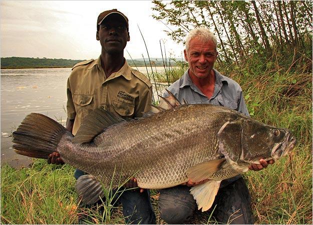 Nile Perch Ši zivs tiek... Autors: becele Briesmīgākās upju zivis!