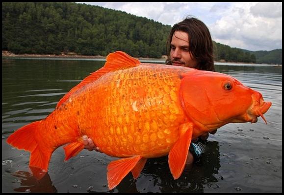  Rafaelam Biadžini Raphael... Autors: Harribo Nomakšķerē 14 kg smagu zelta zivtiņu