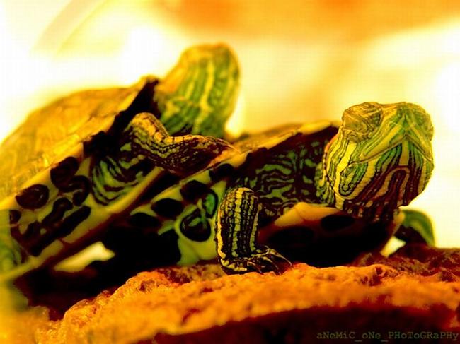 Bruņurupuči ir vieni no vis... Autors: Sabana I love turtles