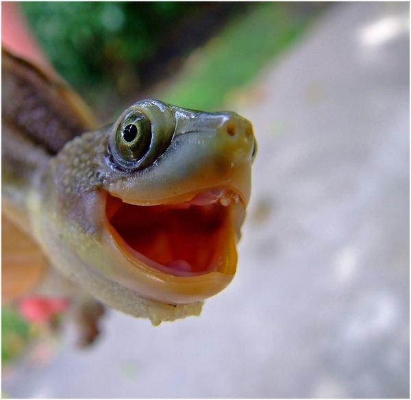 Agrāk bruņurupučiem bija zobi... Autors: Sabana I love turtles