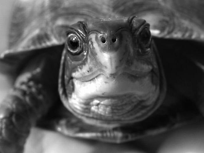 Sauszemes bruņurupučiem ir... Autors: Sabana I love turtles