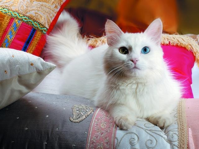 Turcijā tiek uzskatīts ka... Autors: ZANESMAASA Balti kaķi