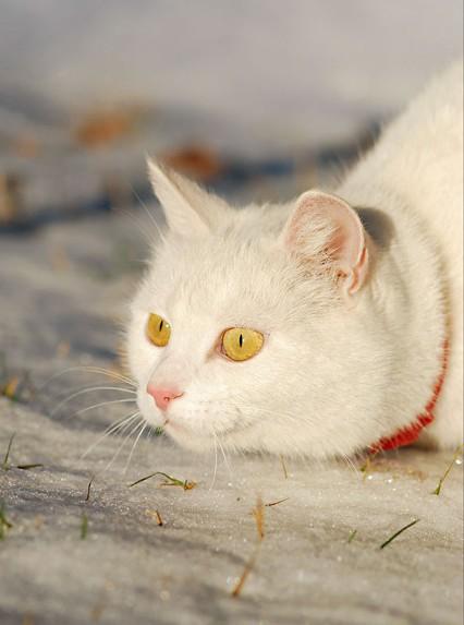 Daļai balto kaķu ir iedzimts... Autors: ZANESMAASA Balti kaķi