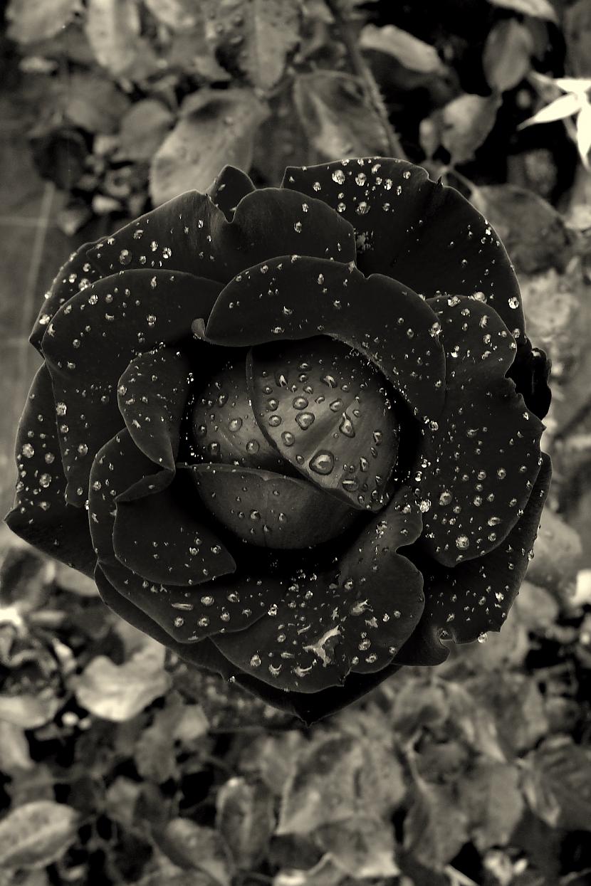 Autors: Egamis Foto...