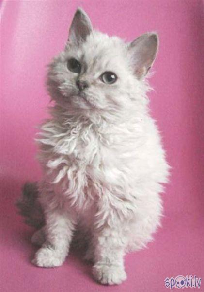  Autors: Rozete Selkirkas rekss (Selkirk Rex)