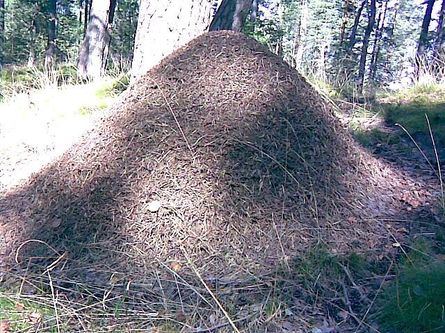 Parazīts skudru padara līdzīgu ogai