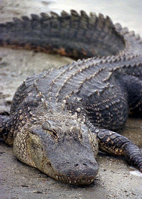 Aligatori nespēj kustēties... Autors: Sherlok 25 Fakti par dzīvniekiem