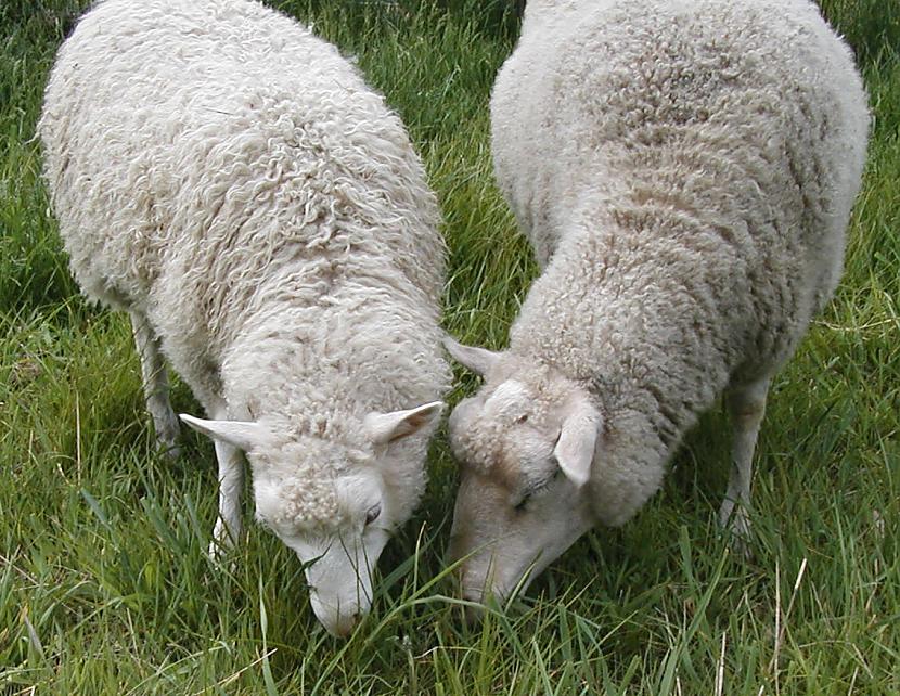 Pieaugusi aita spēj appēst no... Autors: Sherlok 25 Fakti par dzīvniekiem