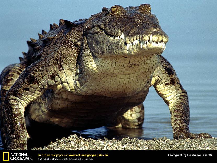 Krokodili rij akmeņus lai tie... Autors: Sherlok 25 Fakti par dzīvniekiem
