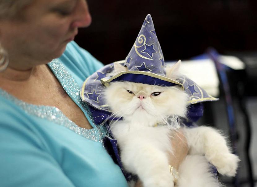 Šis kaķis saprot jēgu maģijā Autors: Sabana Kaķi iejūtas tēlos