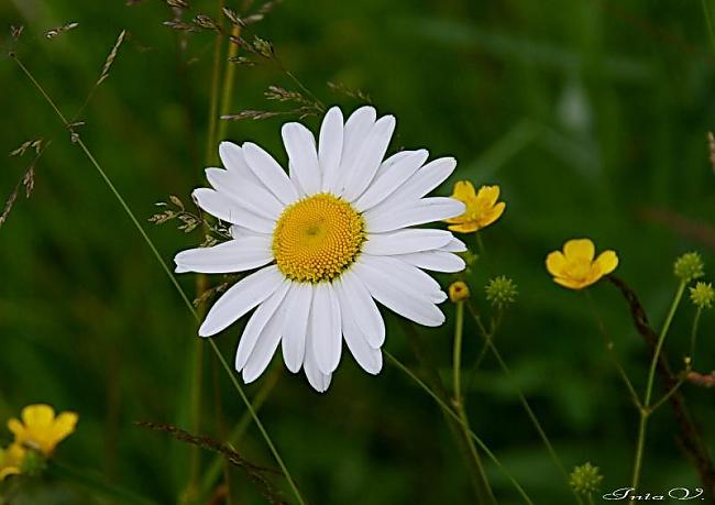 Dvīņi 22053105 MARGRIETIŅA ... Autors: korejiete2 TAVS  horoskops