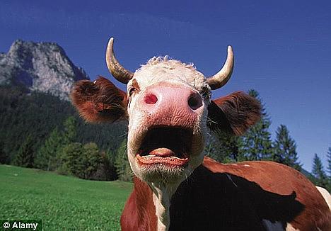 Cilvēka kuņģis govs pienu var... Autors: Fosilija Fakti par tevi! 2