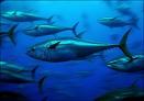 Zivs  Blue Fin TunaŠī ir zivs... Autors: Plikpauris 6 pasaules dārgākie dzīvnieki pasaulē.