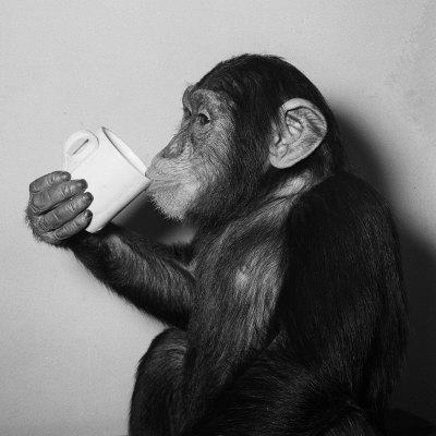 Šimpanzes no lapām veido... Autors: KaķuMētra Interesanti fakti par zīdītājiem.