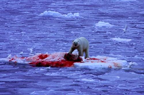 Baltie lāči ūdeni nedzer... Autors: KaķuMētra Interesanti fakti par zīdītājiem.
