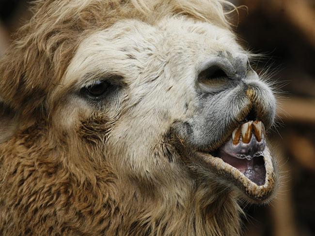 Bactrian camels can be found... Autors: cikibubs Dīvaina izskata dzīvnieki.