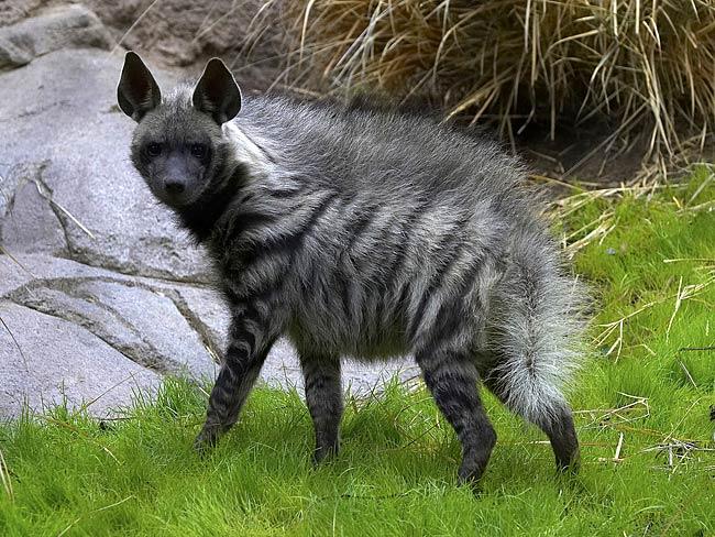 Striped hyenas live in Africa... Autors: cikibubs Dīvaina izskata dzīvnieki.