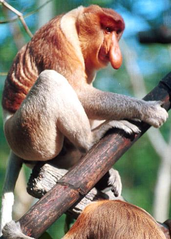Proboscis monkeys live in the... Autors: cikibubs Dīvaina izskata dzīvnieki.