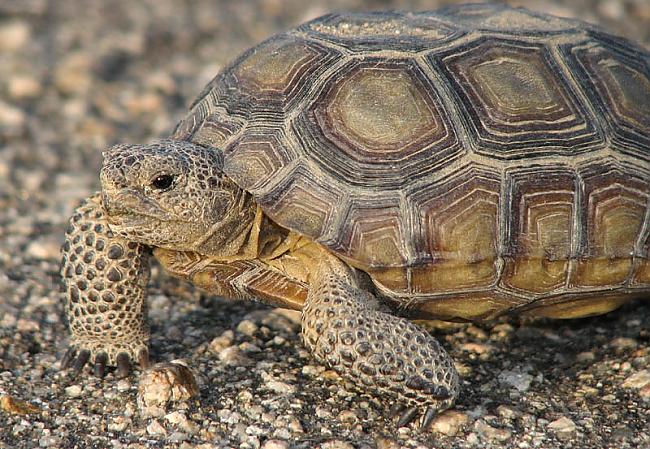 Tuksneša bruņurupucis bez... Autors: KaķuMētra Interesanti fakti par rāpuļiem.