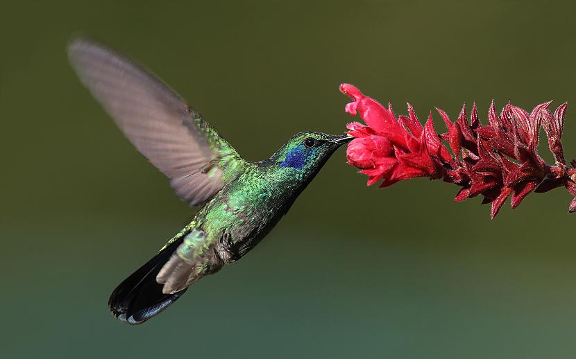 Kolibri putniņi sver 25 gramus... Autors: una puna Faktu vācelīte I