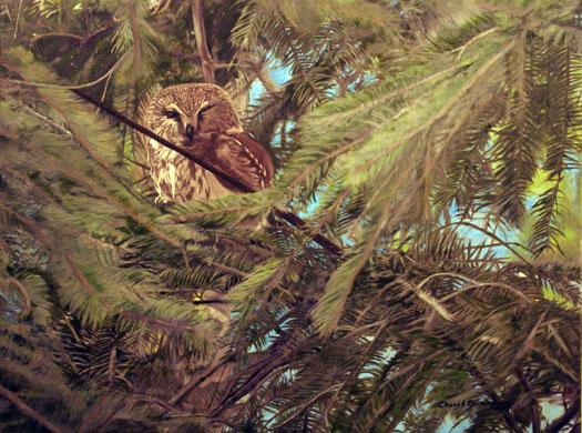 Meža pūces divzilbīgo saucienu... Autors: KaķuMētra Interesanti fakti par putniem.