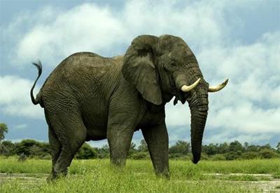 Ziloņi ir vienīgie zīdītāji... Autors: Katchibaba 10 satriecoši fakti, kas ir nepareizi