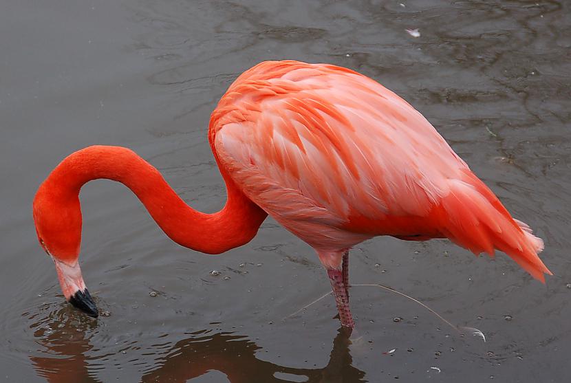 Domā flamingo dižojās griežot... Autors: lidvavere Nedzirdēti Fakti! Kuri nevienam nafig nav vajadzīgi