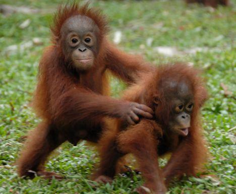 Orangutani izrāda agresiju ar... Autors: Fosilija Nekam nevajadzīgi fakti ar attēliem.