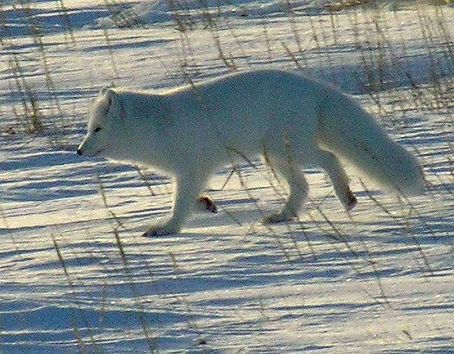 Polārlapsuir pūkains zīdītāju... Autors: Fosilija !!! TUNDRA !!!